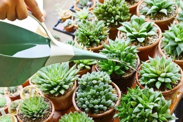 断头多肉放多久长根，需放15天左右长根