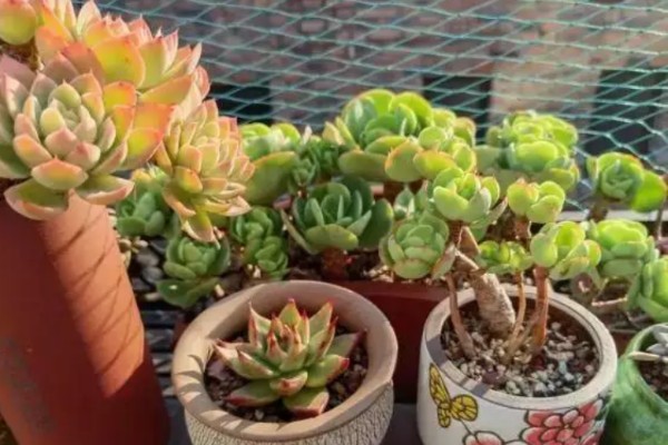 断头多肉放多久长根，需放15天左右长根