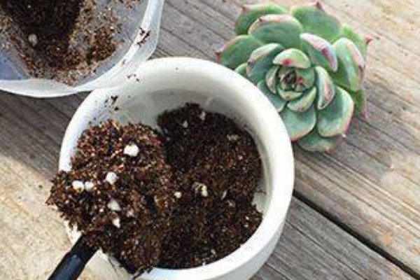 断头多肉放多久长根，需放15天左右长根