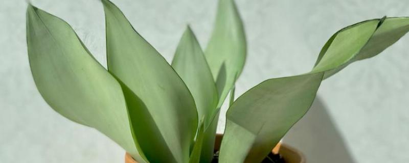 白玉虎皮兰叶子皱褶了如何处理，需控制浇水