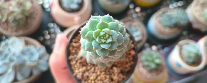 断头多肉放多久长根，需放15天左右长根