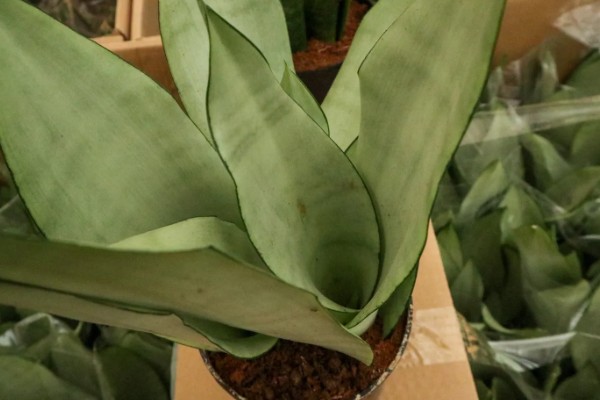 白玉虎皮兰叶子皱褶了如何处理,需控制浇水