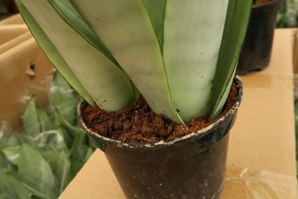 白玉虎皮兰叶子皱褶了如何处理,需控制浇水