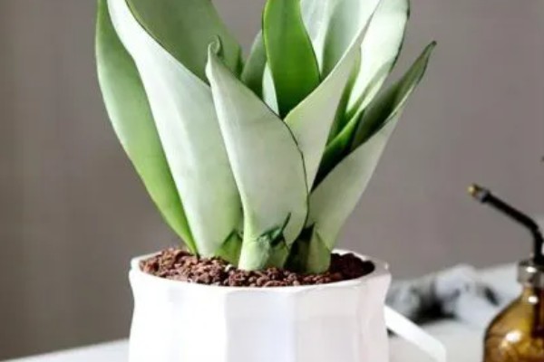 白玉虎皮兰叶子皱褶了如何处理,需控制浇水