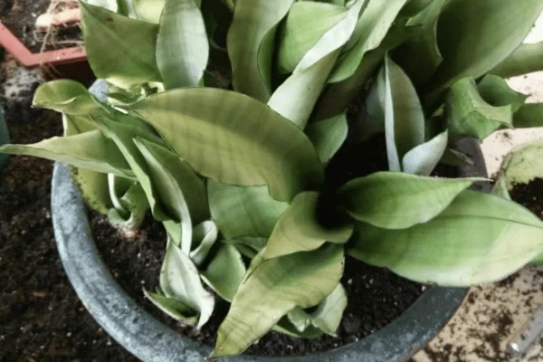 白玉虎皮兰叶子皱褶了如何处理,需控制浇水