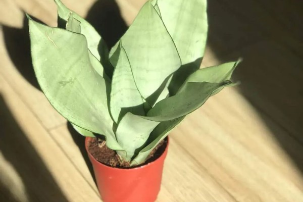 白玉虎皮兰叶子皱褶了如何处理,需控制浇水