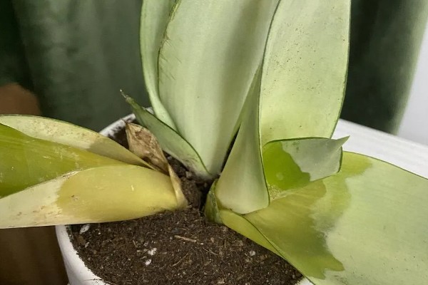 白玉虎皮兰叶子皱褶了如何处理,需控制浇水