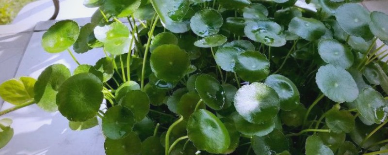 怎么养金钱草，夏季每隔2-3天换一次水