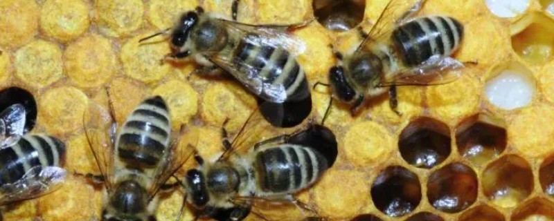 蜜蜂会冬眠吗，气温持续低于10℃时便会冬眠
