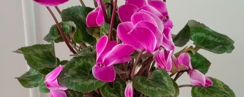 仙客来叶黄的原因，过度浇水、光照过强等因素都会引起