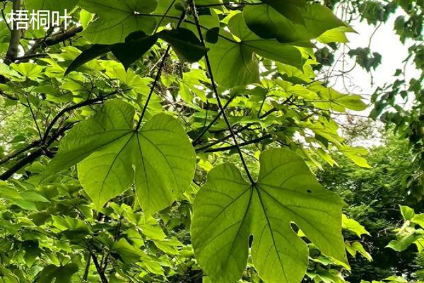 梧桐叶与枫叶有什么区别，品种、叶形、叶色都不同
