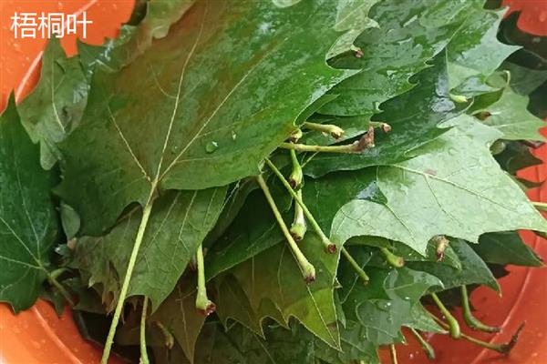 梧桐叶与枫叶有什么区别，品种、叶形、叶色都不同