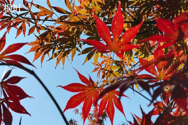 梧桐叶与枫叶有什么区别，品种、叶形、叶色都不同