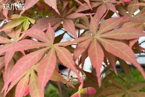 梧桐叶与枫叶有什么区别，品种、叶形、叶色都不同