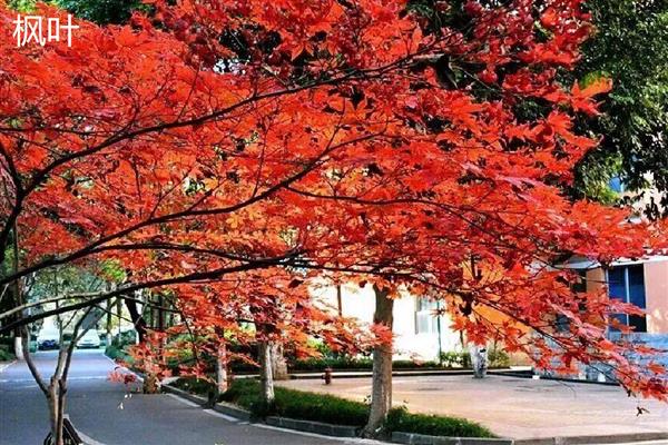 梧桐叶与枫叶有什么区别，品种、叶形、叶色都不同