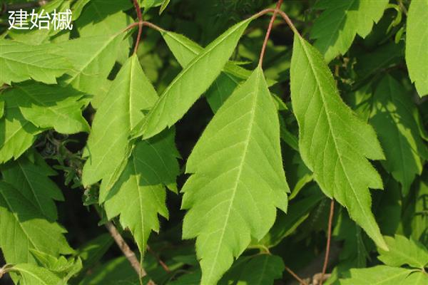 梧桐叶与枫叶有什么区别，品种、叶形、叶色都不同