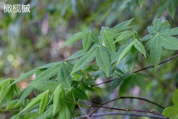 梧桐叶与枫叶有什么区别，品种、叶形、叶色都不同