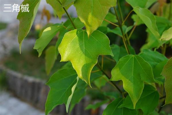 梧桐叶与枫叶有什么区别，品种、叶形、叶色都不同