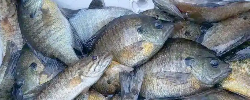 太阳鱼有什么生活习性，水温低于5℃时会休眠