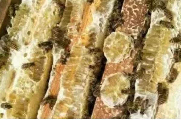 蜜蜂会冬眠吗,气温持续低于10℃时便会冬眠