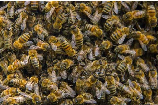 蜜蜂会冬眠吗,气温持续低于10℃时便会冬眠