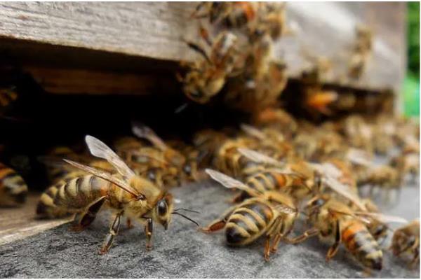 蜜蜂会冬眠吗,气温持续低于10℃时便会冬眠
