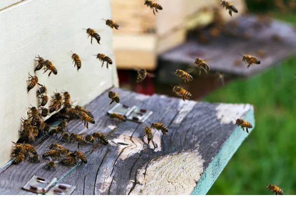 蜜蜂会冬眠吗,气温持续低于10℃时便会冬眠