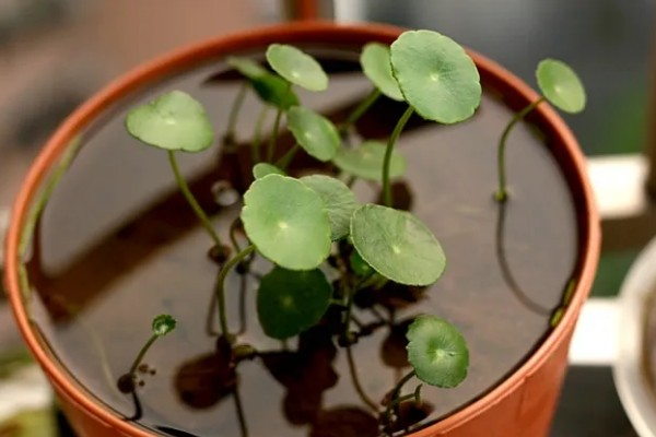 怎么养金钱草，夏季每隔2-3天换一次水