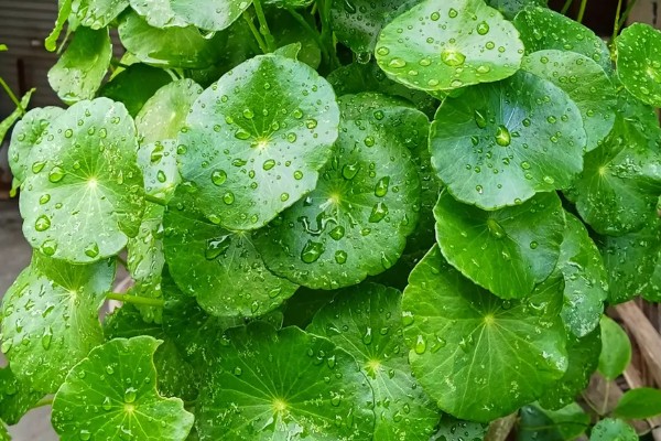 怎么养金钱草，夏季每隔2-3天换一次水