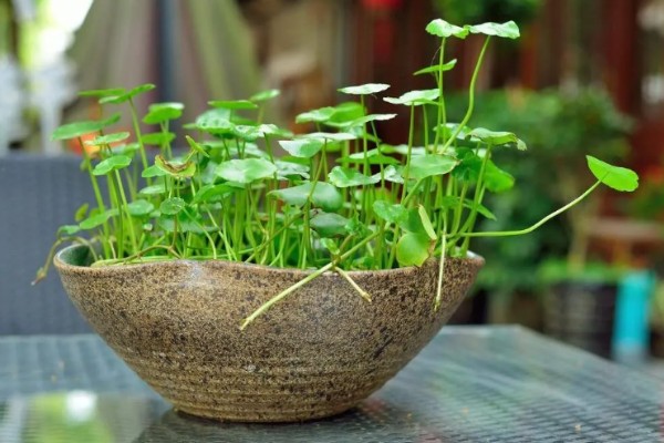 怎么养金钱草，夏季每隔2-3天换一次水