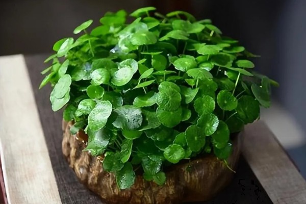 怎么养金钱草，夏季每隔2-3天换一次水