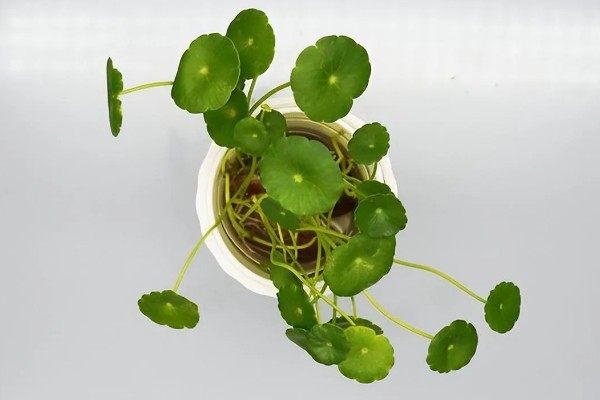 怎么养金钱草，夏季每隔2-3天换一次水