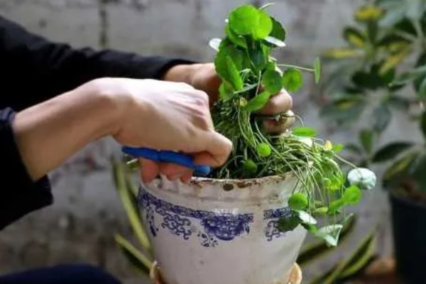 怎么养金钱草，夏季每隔2-3天换一次水