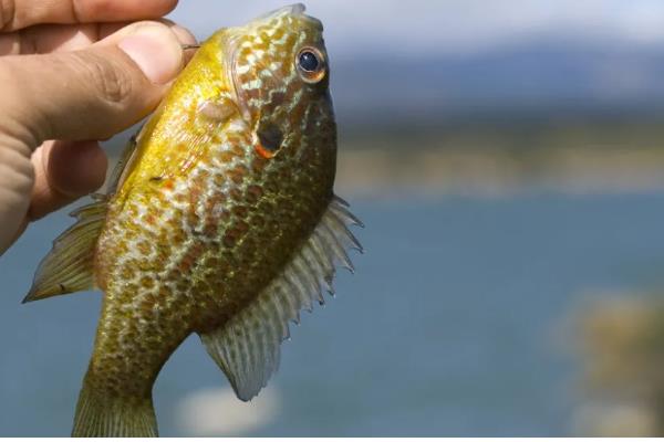 太阳鱼有什么生活习性，水温低于5℃时会休眠