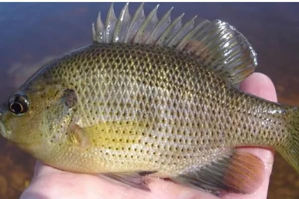 太阳鱼有什么生活习性，水温低于5℃时会休眠