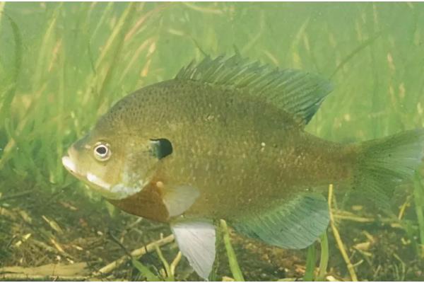 太阳鱼有什么生活习性，水温低于5℃时会休眠