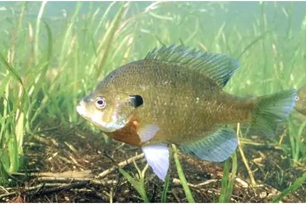 太阳鱼有什么生活习性，水温低于5℃时会休眠