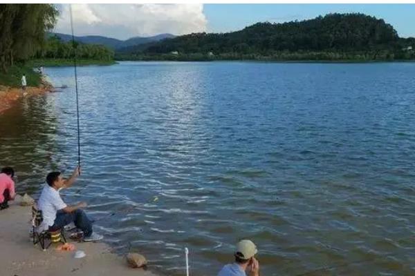 太阳鱼有什么生活习性，水温低于5℃时会休眠