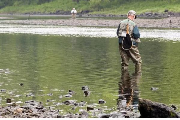 太阳鱼有什么生活习性，水温低于5℃时会休眠