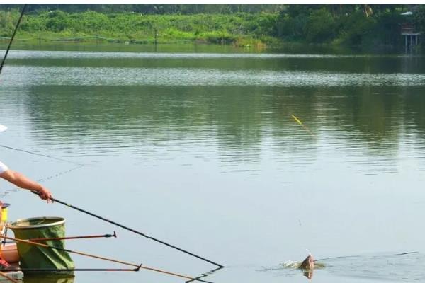 太阳鱼有什么生活习性，水温低于5℃时会休眠