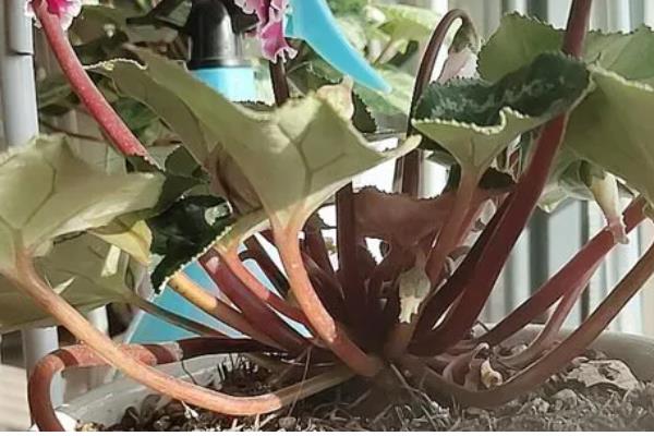 仙客来叶黄的原因，过度浇水、光照过强等因素都会引起