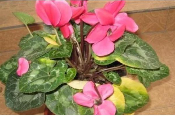 仙客来叶黄的原因，过度浇水、光照过强等因素都会引起