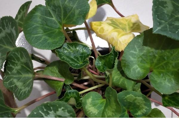 仙客来叶黄的原因，过度浇水、光照过强等因素都会引起