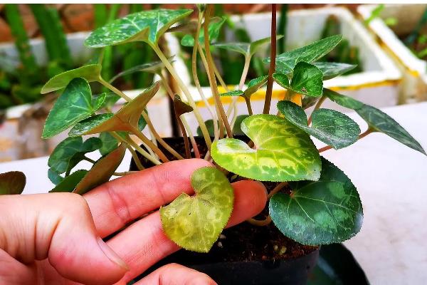 仙客来叶黄的原因，过度浇水、光照过强等因素都会引起