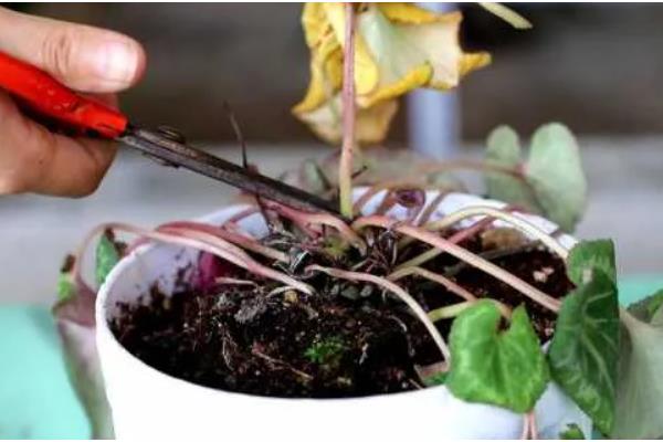 仙客来叶黄的原因，过度浇水、光照过强等因素都会引起