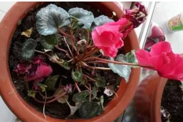 仙客来叶黄的原因，过度浇水、光照过强等因素都会引起