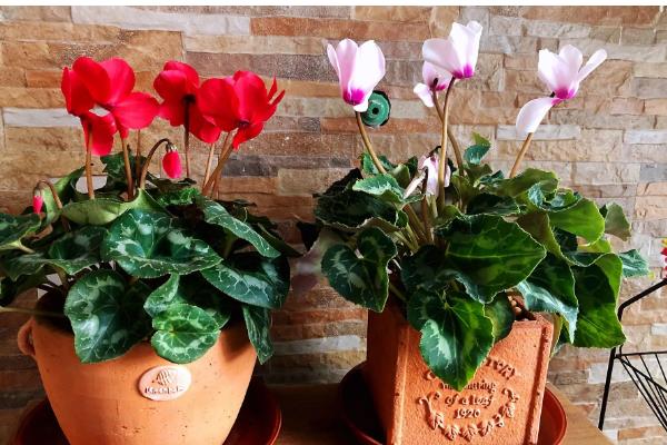 仙客来叶黄的原因，过度浇水、光照过强等因素都会引起