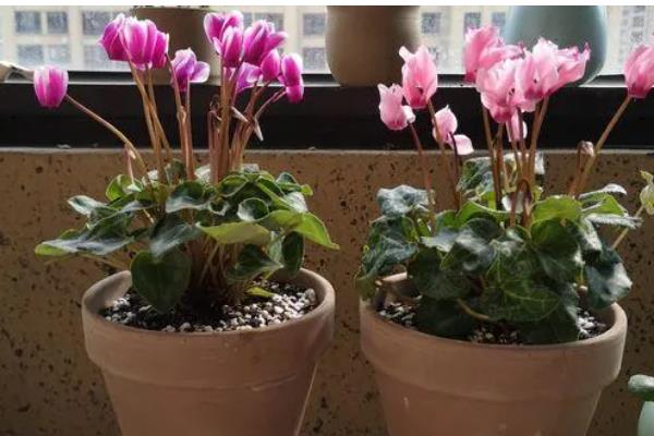 仙客来叶黄的原因，过度浇水、光照过强等因素都会引起