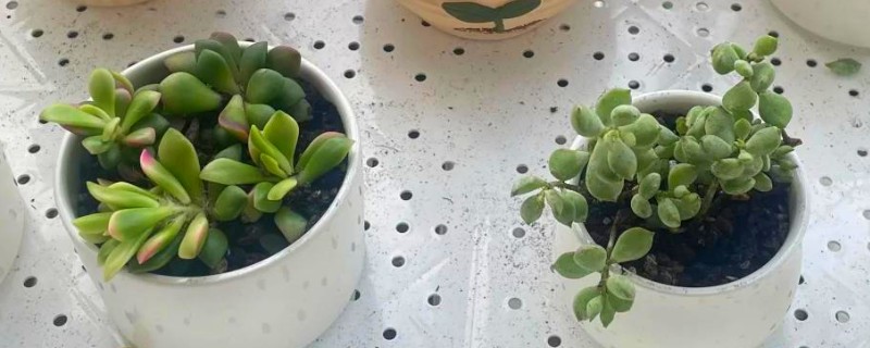 多肉煤烟病怎么办，喷施多菌灵可以灭杀病菌