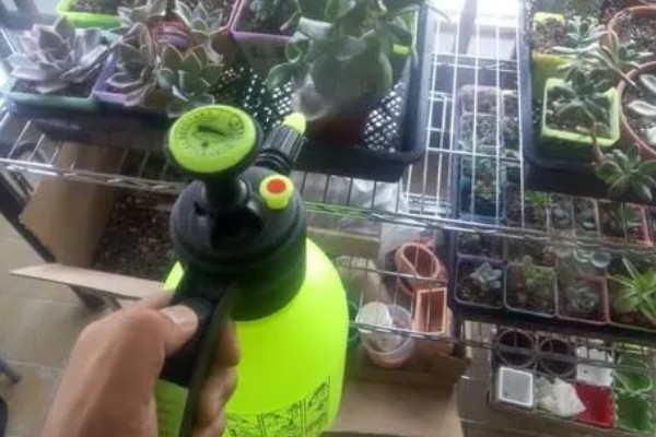 多肉煤烟病怎么办，喷施多菌灵可以灭杀病菌